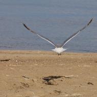 goodly Seagull Bird