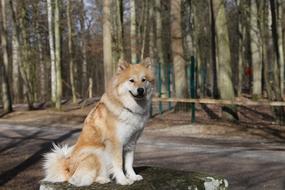 photo of a fluffy eurasian dog