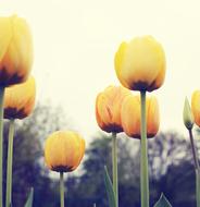 yellow tulip plants