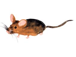 mouse watercolor isolated