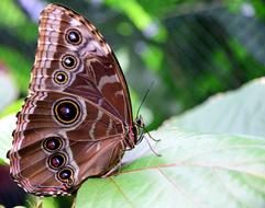 Morphofalter butterfly