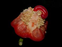 bitten red pepper