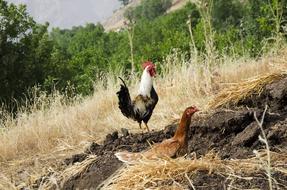 ravishing Rooster Hen
