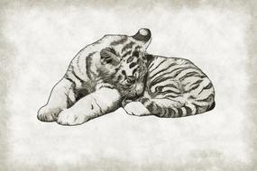 Tiger Cub Cute drawing