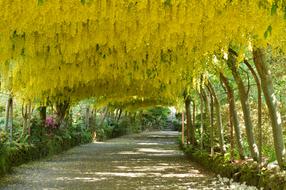 Laburnum Arch Flowers Bodnant