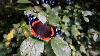 fabulous Butterfly Insect Close Up