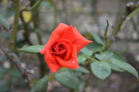 blooming rose in raindrops