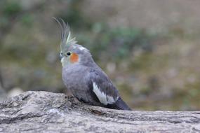 gray parrot on a blurred background