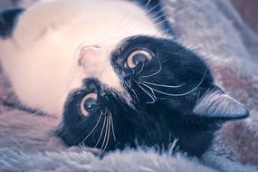 portrait of goodly Domestic Pet