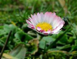 colored flower in the green grass