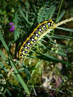 caterpillar crawling through the grass