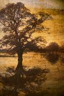 background tree vintage drawing