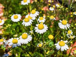 Chamomile Herb Flower