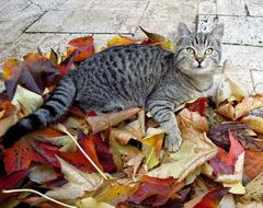 grey Tabby cat rests on colorful fall leaves