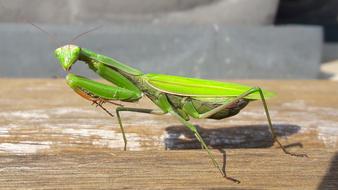 ravishing Insect God Worshipers