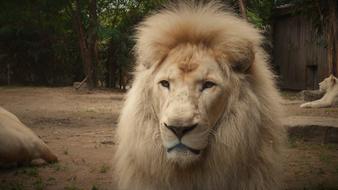 Fluffy beautiful lion