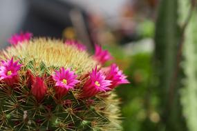 Cactus Garden Thorns