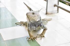 Iguana room
