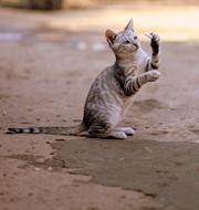 playful tabby cat in the yard