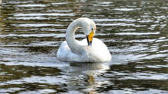 white Swan Water