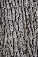 Tree Bark Wooden texture