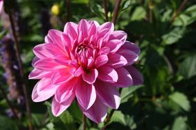 Dahlia Fire Autumn