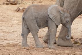 Baby Elephant South Africa Addo