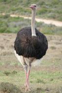 goodly Bouquet South Africa Bird