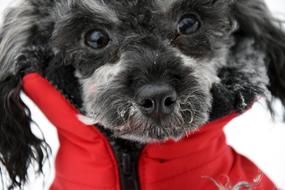 goodly Dog Miniature Poodle