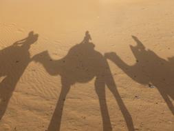 shadows of camels walking in the desert