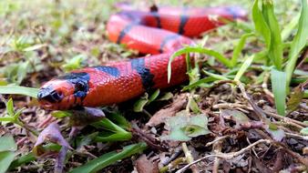 Snake Milk Red