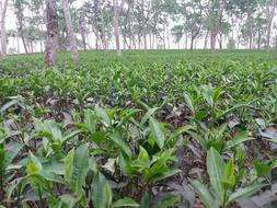 tea plants in the garden
