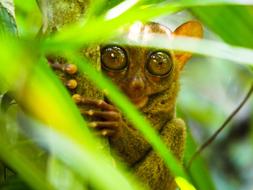 cute little animal in a tree