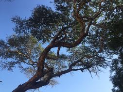 Tree Summer Natural