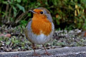 Beautiful orange, grey and brown Robin bird near the plants in wildlife