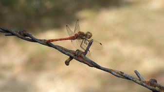 Close-up of the beautiful red dragonfly on the barbed wire