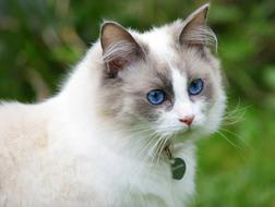 Cat Pretty Blue Eyes Ragdoll