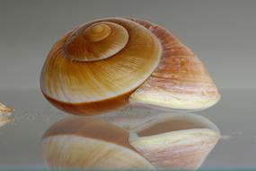 Sea Snail Shell