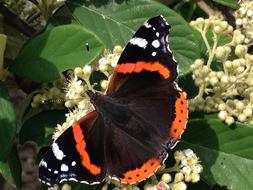 black-orange butterfly on a plant close-up