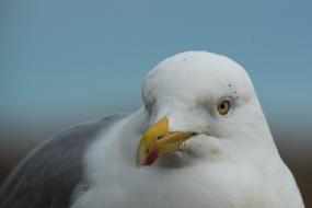 seagull with yellow beak close up on blurred background