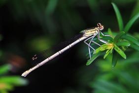 Dragonfly close up on blurred background