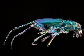 Six Spotted Tiger Beetle Insect