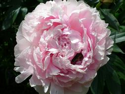 Pion Flowers Pink