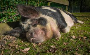 goodly Hog Pig Animal