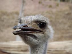 Ostrich Ave Face