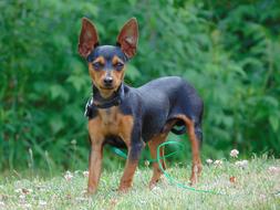 Miniature Small dog outdoors on a blurred background