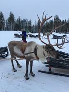 Lapland Reindeer