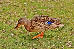 Mallard Brown green grass
