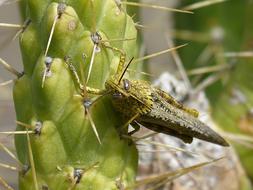 fabulous Grasshopper Lobster