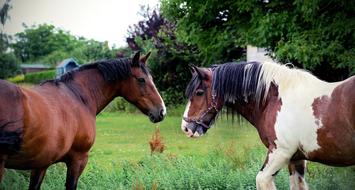 pinto and bay horses on pasture